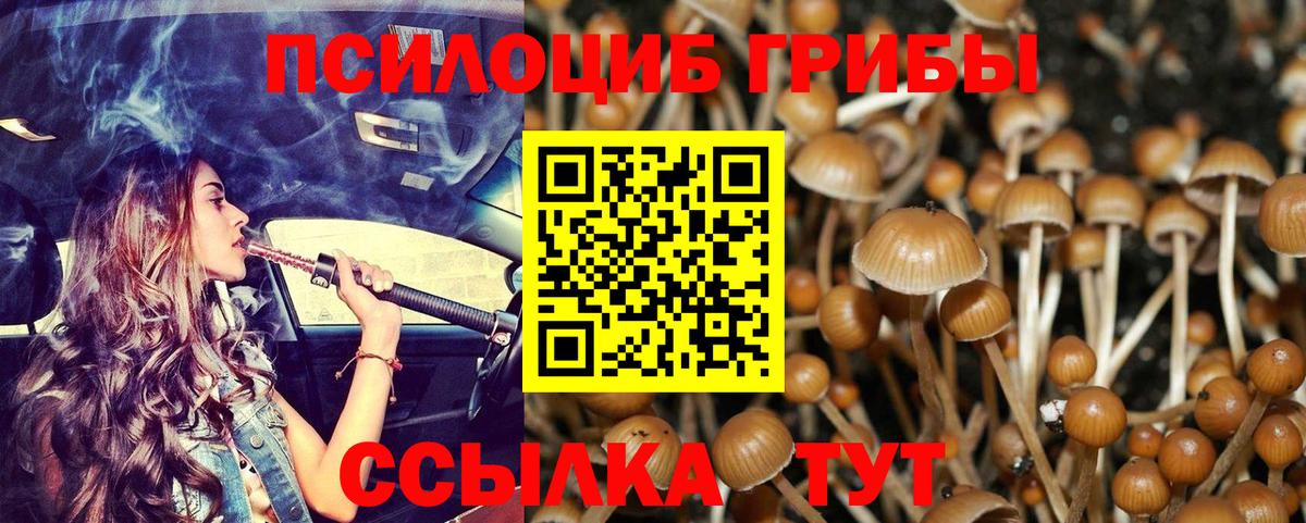Псилоцибиновые грибы Cubensis Лесосибирск